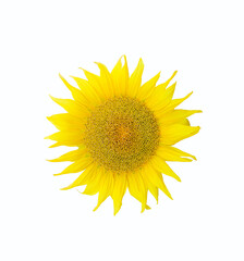 Isolated shiny yellow sunflower. Natural organic background. White background.