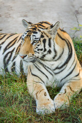 Fototapeta na wymiar Close-up portrait of a tiger, wild animals.