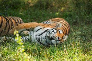 Close-up portrait of a tiger, wild animals.