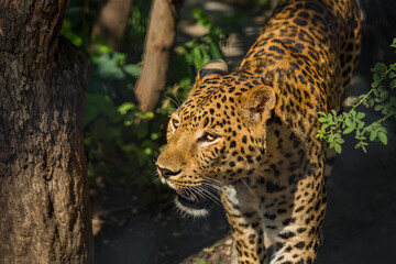 Close-up portrait of a leopard in nature