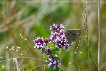 Ringlet (Aphantopus hyperantus) butterfly sitting on a pink flower in Zurich, Switzerland