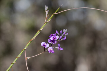 False Sarsaparilla plant in flower