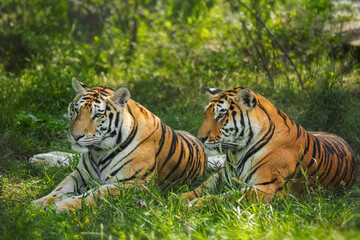 Two tiger are resting in the thickets