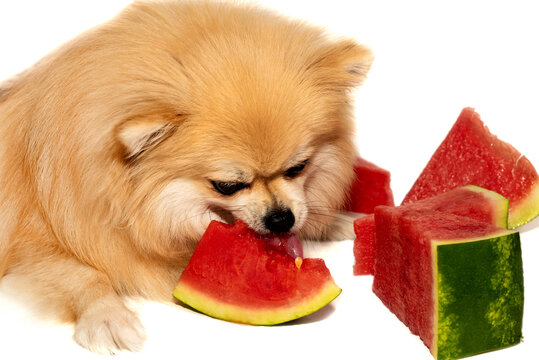 The dog eats fruit, watermelon. Pomeranian spitz on a white background eats food