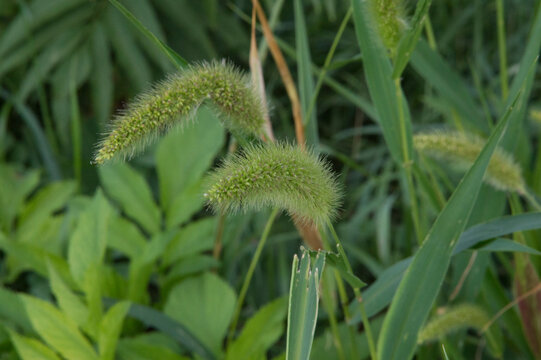 close-up: two big green spikes in the lane