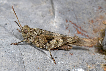  Blauflügelige Ödlandschrecke - Nymphe // blue-winged grasshopper (Oedipoda caerulescens)