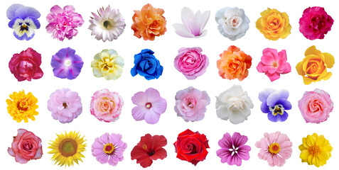 Macro photo of flowers set:  rose, 
sunflower, peony, cerium, bristly rose, common mallow, iris,...