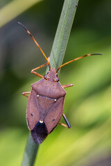 Two-dots Gum Tree Shield Bug