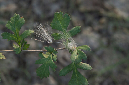 close-up: pappus of creeping thisle on the oak branches