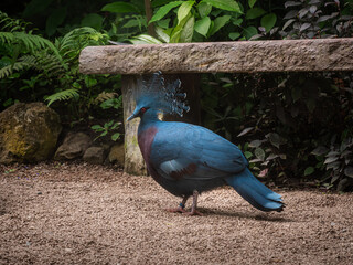 crowned pigeon beautiful bird in park