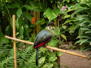 Turako is a beautiful African bird