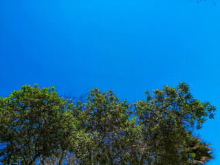 tree and blue sky