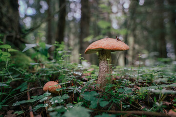 Mushroom picking in season. Edible forest mushrooms, boletus grows in the grass.