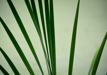Green Blades of Swamp Grass