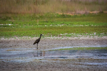 Bird Wading By The Water