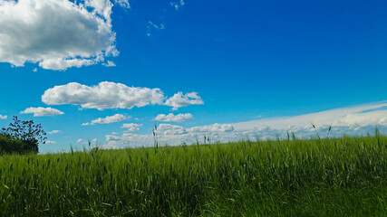 Campo di grano verde e cielo azzurro. Wheat field.