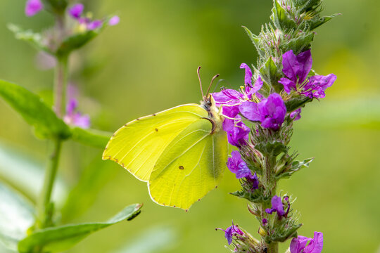 A beautiful yellow butterfly collects nectar in lavender flowers.