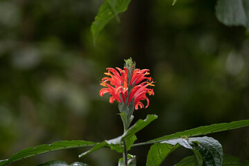Flores da Floresta da Tijuca