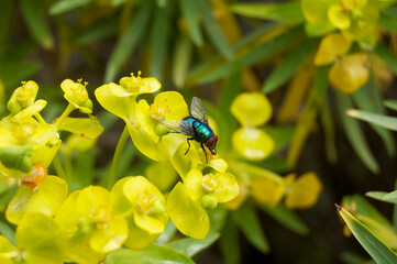fly on flower