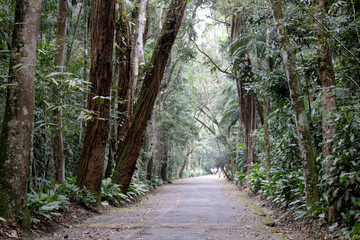 Caminho entre as árvores da floresta
