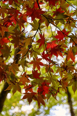 A display of maple leaves in the autumn. 