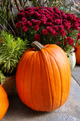 A large pumpkin sitting in front of a basket of purple red mums.