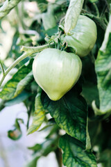 green tomatoes in the garden