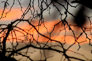 Fototapeta na wymiar Silueta de ramas de algarrobo (árbol nativo de Argentina), con fondo desenfocado de atardecer anaranjado y celeste.