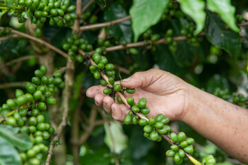 Hand holding plantation of green coffee beans to harvest