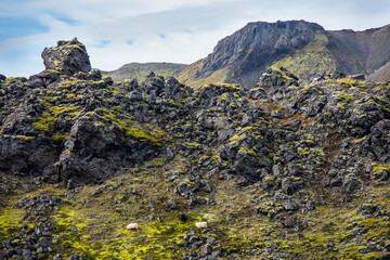 Icelandic sheep grazing on the moss-covered edge of the Laugahraun lava field, Landmannalaugar, Fjallabak Nature Reserve, Central Highlands, Iceland