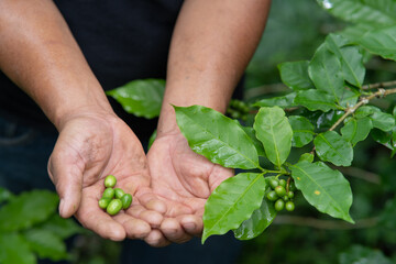 Hand holding plantation of green coffee beans to harvest
