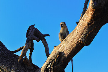 A vervet monkey perched on a tree at sunrise in southern Kruger National Park, South Africa