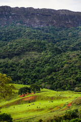 Livestock grazing on a pasture below the cliffs and forest of the Serra de São José range near Tiradentes, Minas Gerais, Brazil