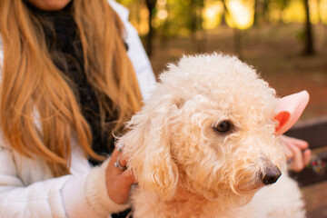 joven mujer rubia con gorro rosado con su perro blanco de raza caniche en un parque al aire libre jugando