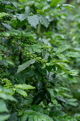 Plantation of green coffee beans to harvest