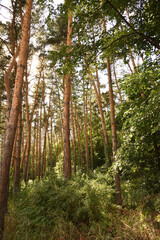 Obraz premium forest in the forest