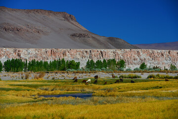 Llamas grazing amidst the rocky and barren altiplano landscape near Antofagasta de la Sierra,...