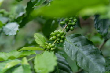 Plantation of green coffee beans to harvest
