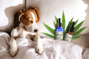 Bottles of CBD oil and cute dog sleeping in bed, top view