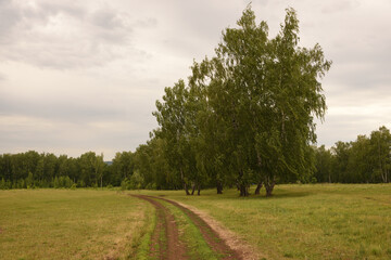 road in the forest
