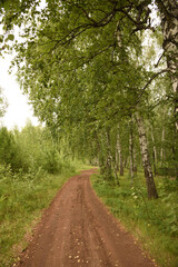 road in the woods