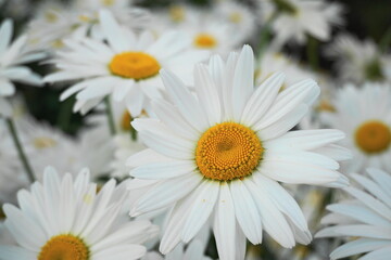 Meadow of white Chamomile flowers in the morning sun close up. Herbal medicine.