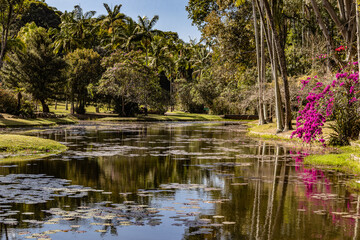 pond in the park