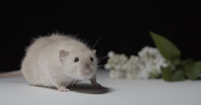 Close up of a cute small rat looking around, walking near a flower, 4k