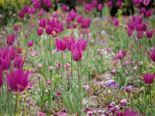 Obraz na płótnie Canvas field of pink tulips in spring