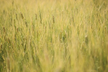 Obraz premium 美しい植物