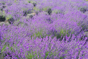 美しいラベンダー