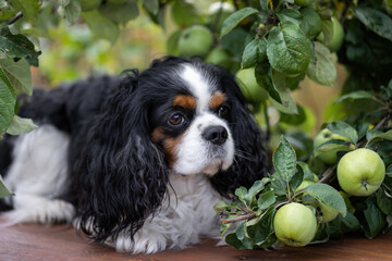 The tricolor Cavalier King Charles Spaniel dog lies on the table among the branches of an apple tree.