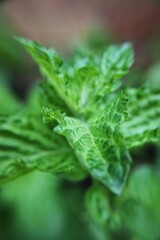 close up of fresh mint growing in the sunny meadow 
