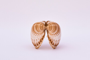 Two isolated shells on white background with a place to copy and write, seashell or sea shell, also...